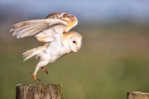 Gabriel Pouncing Art Canvas